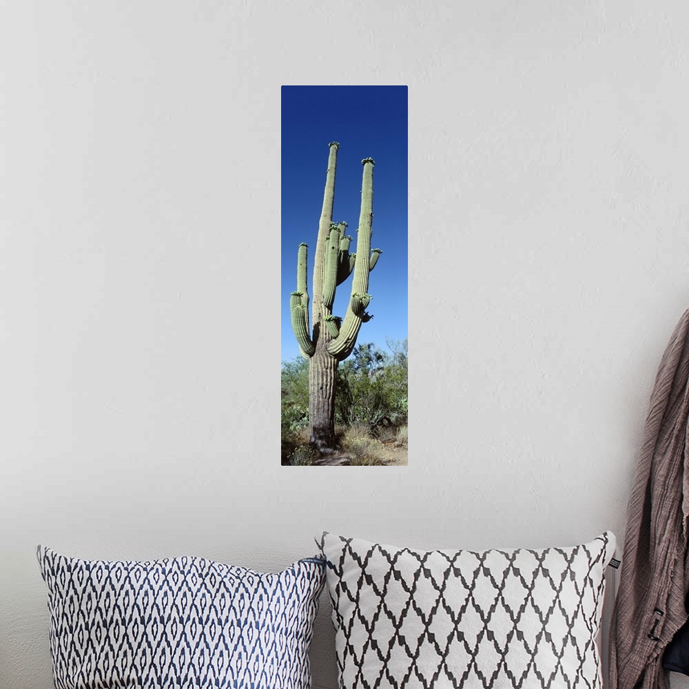A bohemian room featuring Saguaro National Monument NM