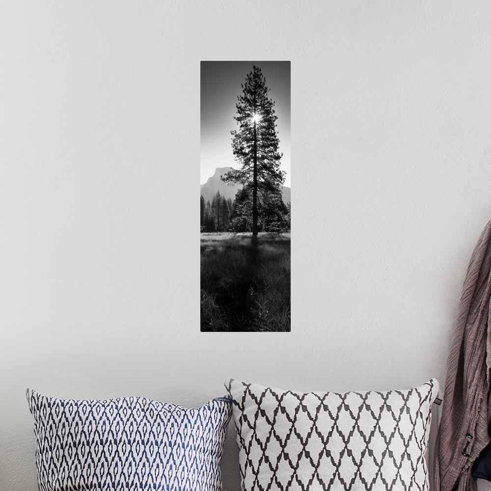 A bohemian room featuring Sun Behind Pine Tree, Half Dome, Yosemite Valley, California
