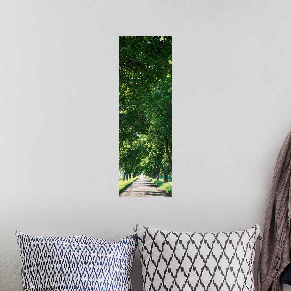 A bohemian room featuring Tree Lined Road