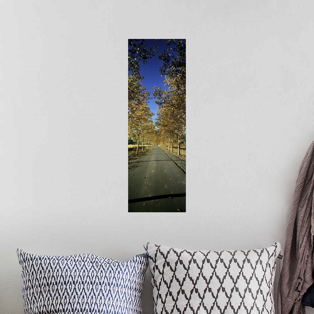 A bohemian room featuring Trees along a road, Beaulieu Vineyard, Rutherford, Napa Valley, Napa, Napa County, California