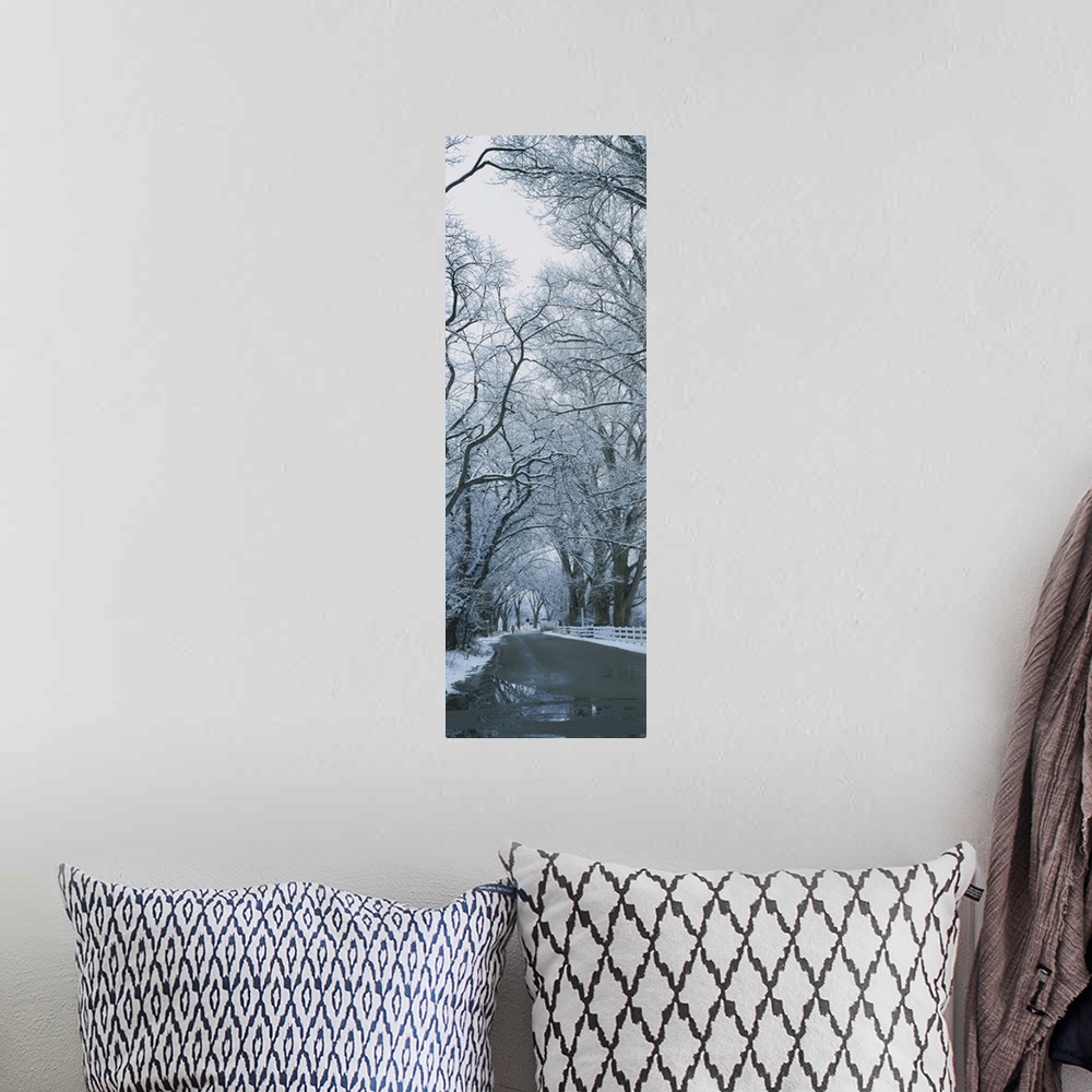 A bohemian room featuring Trees along a road, Taos, New Mexico