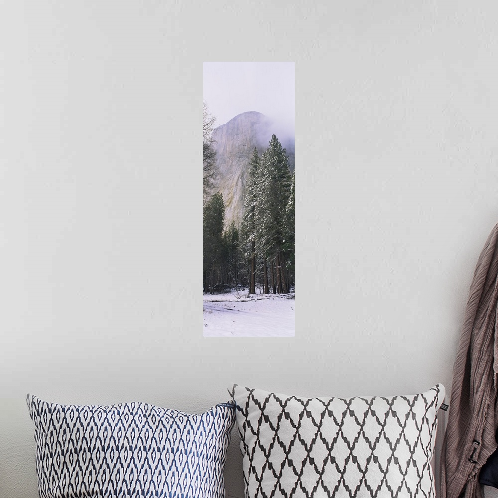 A bohemian room featuring Trees on a snow covered landscape, El Capitan, Californian Sierra Nevada, Yosemite National Park,...
