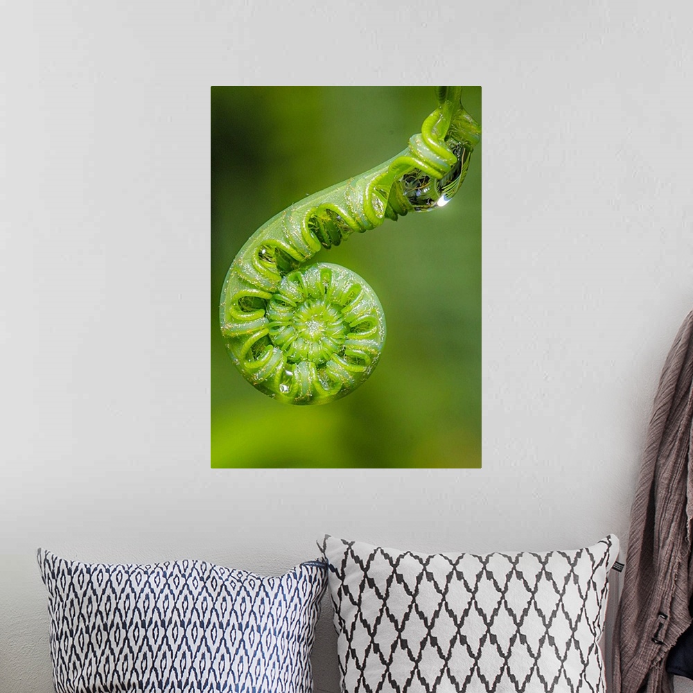 A bohemian room featuring The curled end of a fiddlehead fern with droplets of dew.