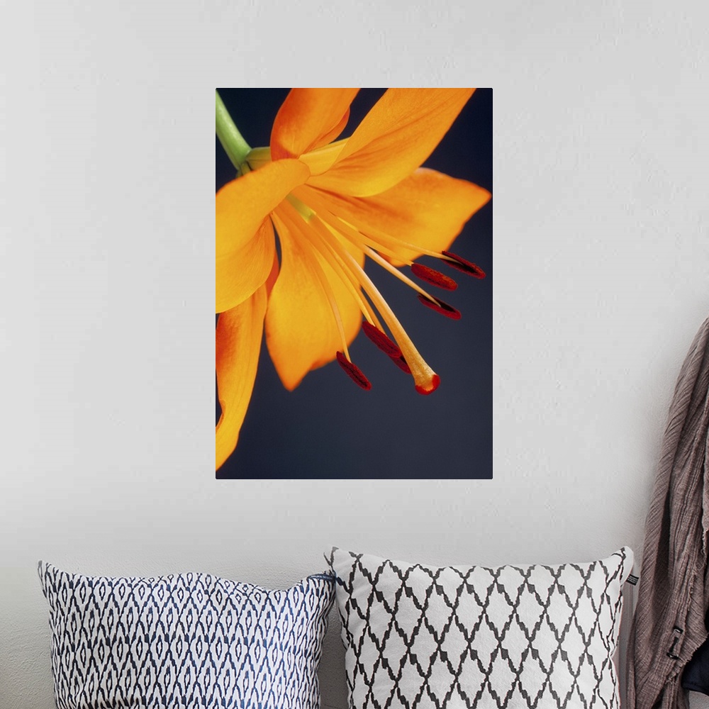 A bohemian room featuring Close-up of orange lilium Brunello flower, against a blue background