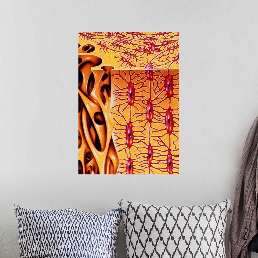 A bohemian room featuring Bone. Illustration of the microstructure of human bone. To the right is hard or compact bone. Thi...