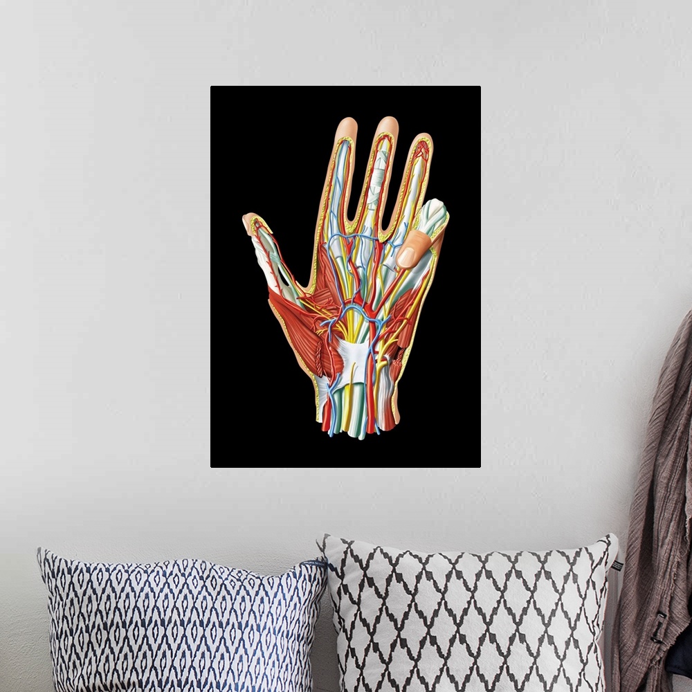 A bohemian room featuring Hand anatomy, computer artwork. This is a view of the palm of the hand. Nerves are yellow, veins ...