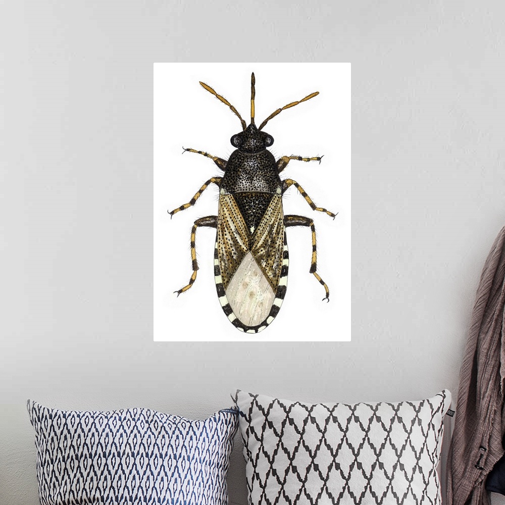 A bohemian room featuring Nettle groundbug (Heterogaster urticae), artwork. This insect measures between 6-7mm long. It is ...