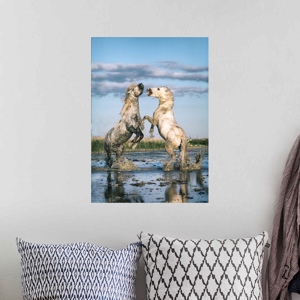A bohemian room featuring White Camargue horse stallions fighting in the water.