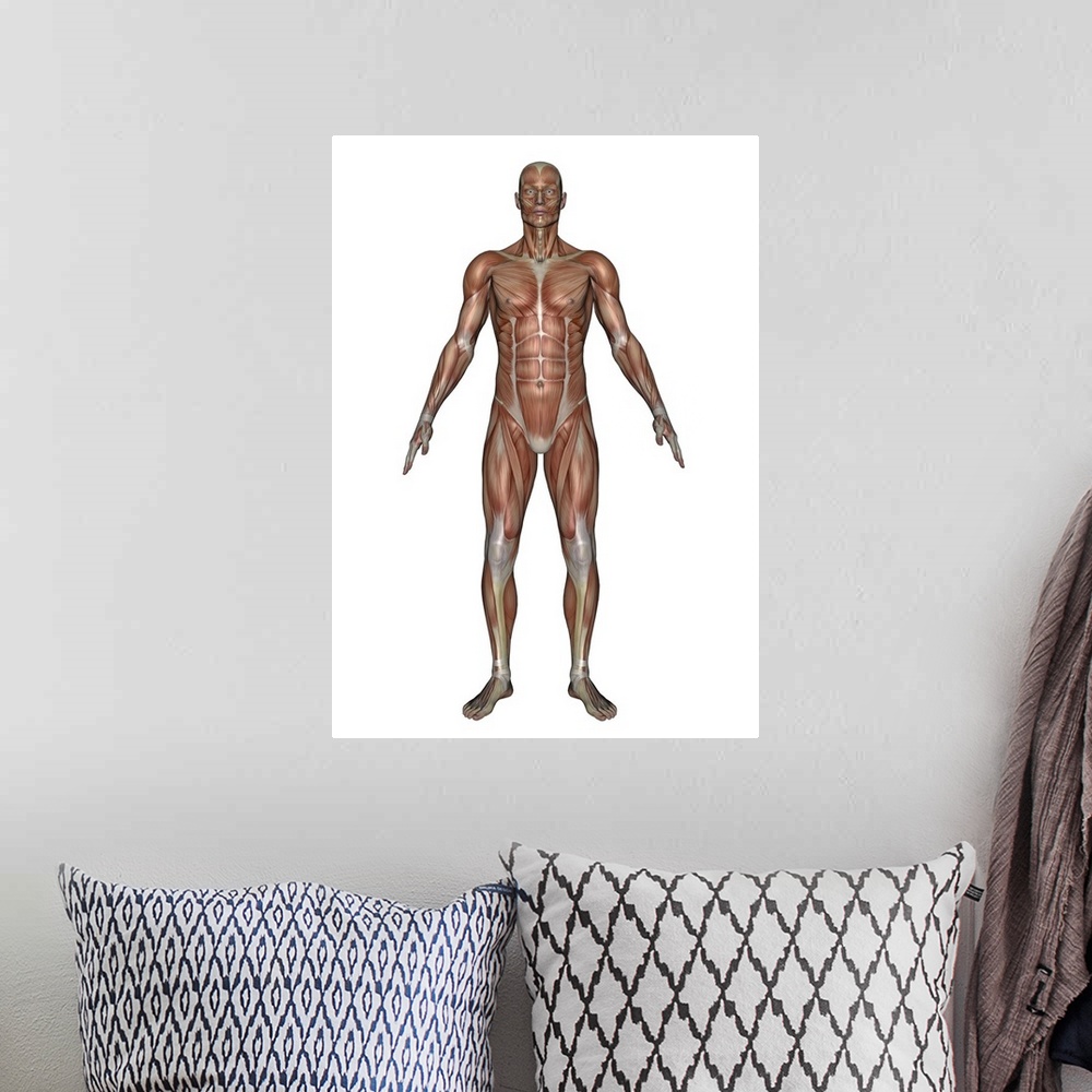 A bohemian room featuring Anatomy of male muscular system, front view.