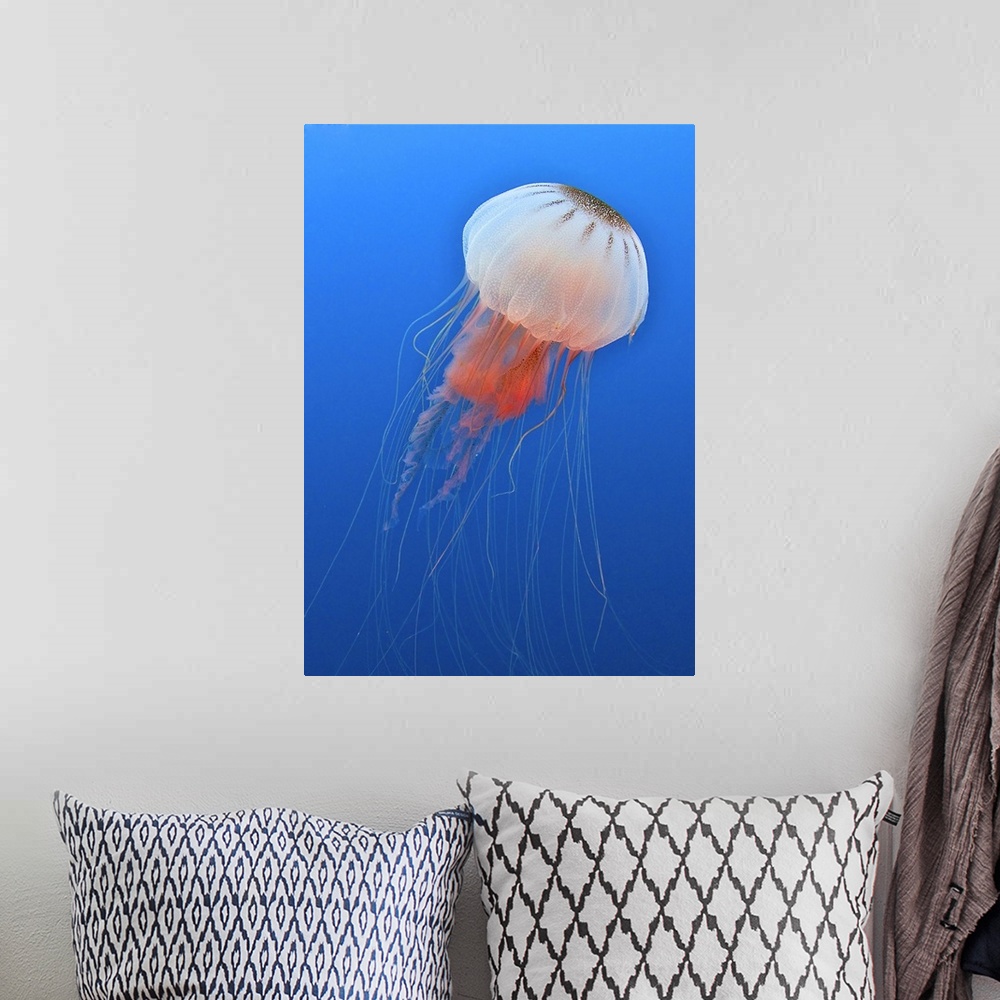 A bohemian room featuring Sea nettle is host to a small shrimp in the Atlantic Ocean off the coast of North Carolina.