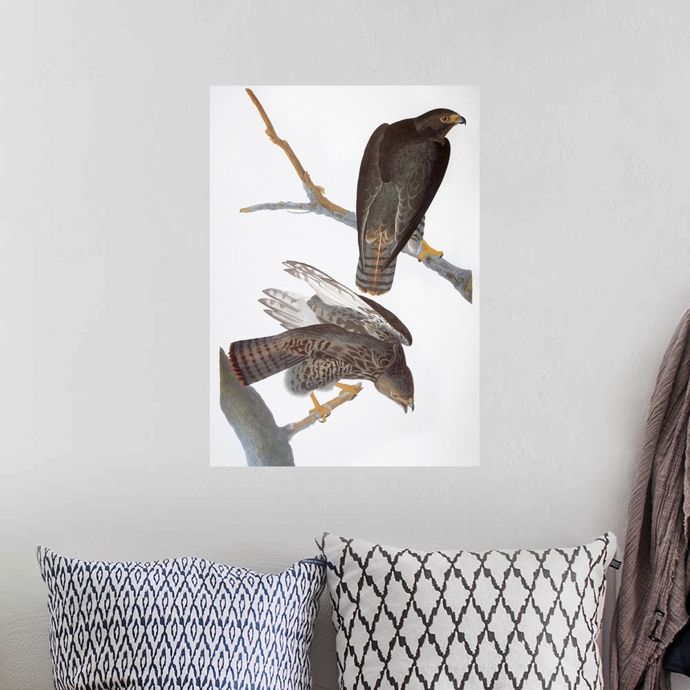 A bohemian room featuring 'Harlan's' Red-tailed Hawk (Buteo jamaicensis), after John James Audubon for his 'Birds of Americ...