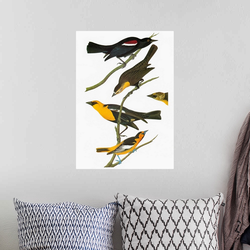 A bohemian room featuring Top to bottom: Tricolored Blackbird (Agelaius tricolor), Yellow-headed Blackbird (Xanthocephalus ...