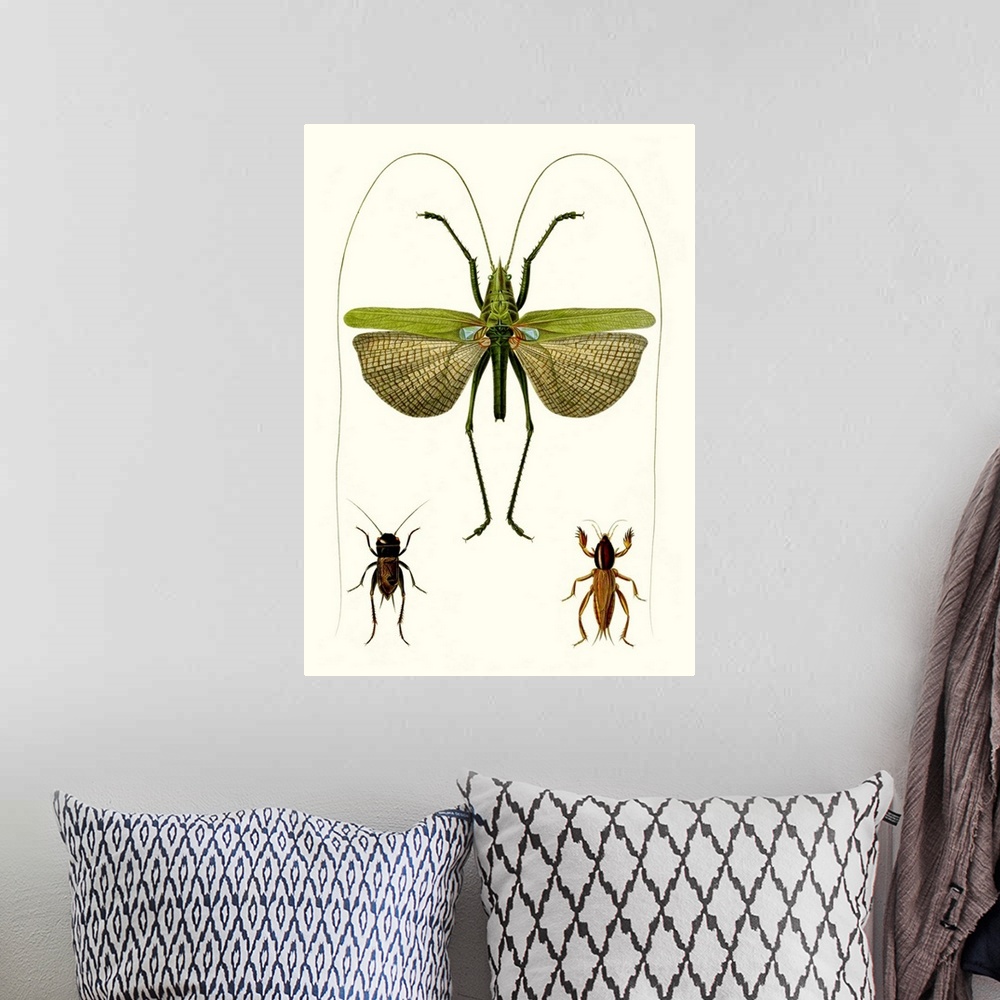 A bohemian room featuring Entomology Series V