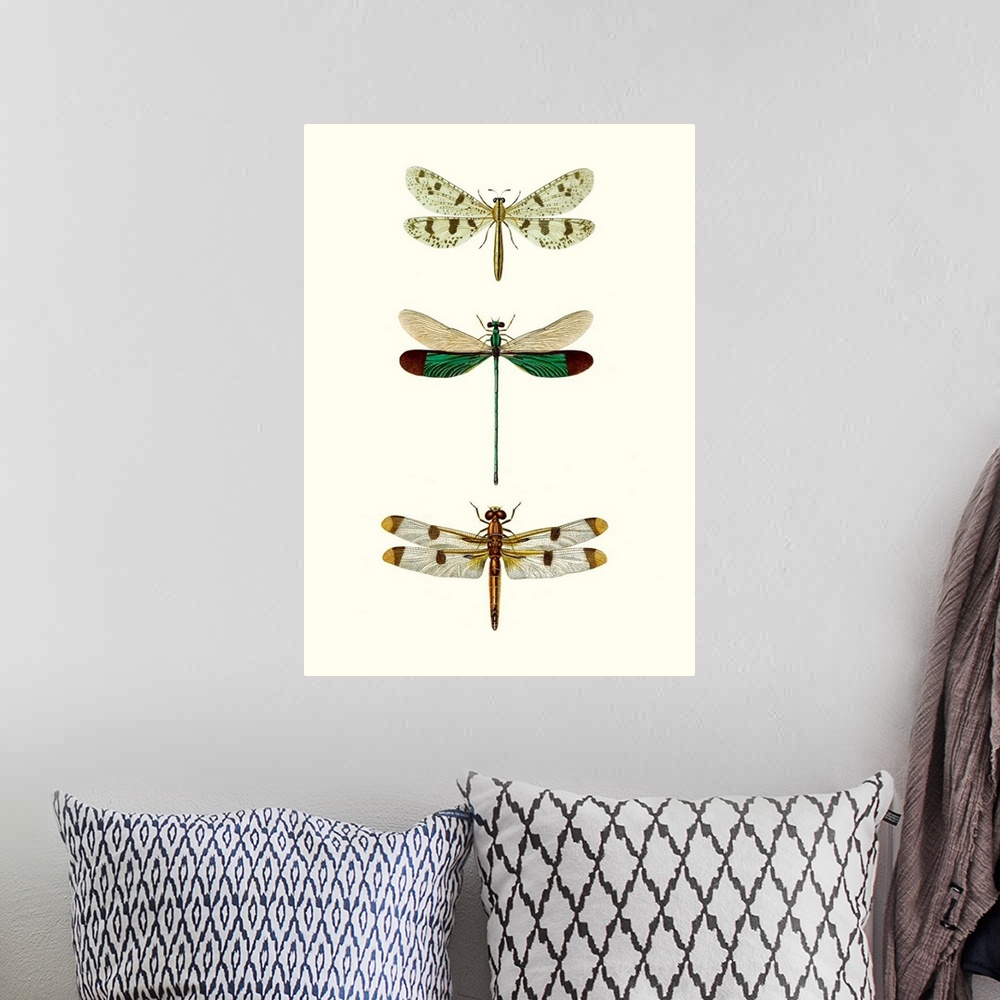 A bohemian room featuring Entomology Series VII