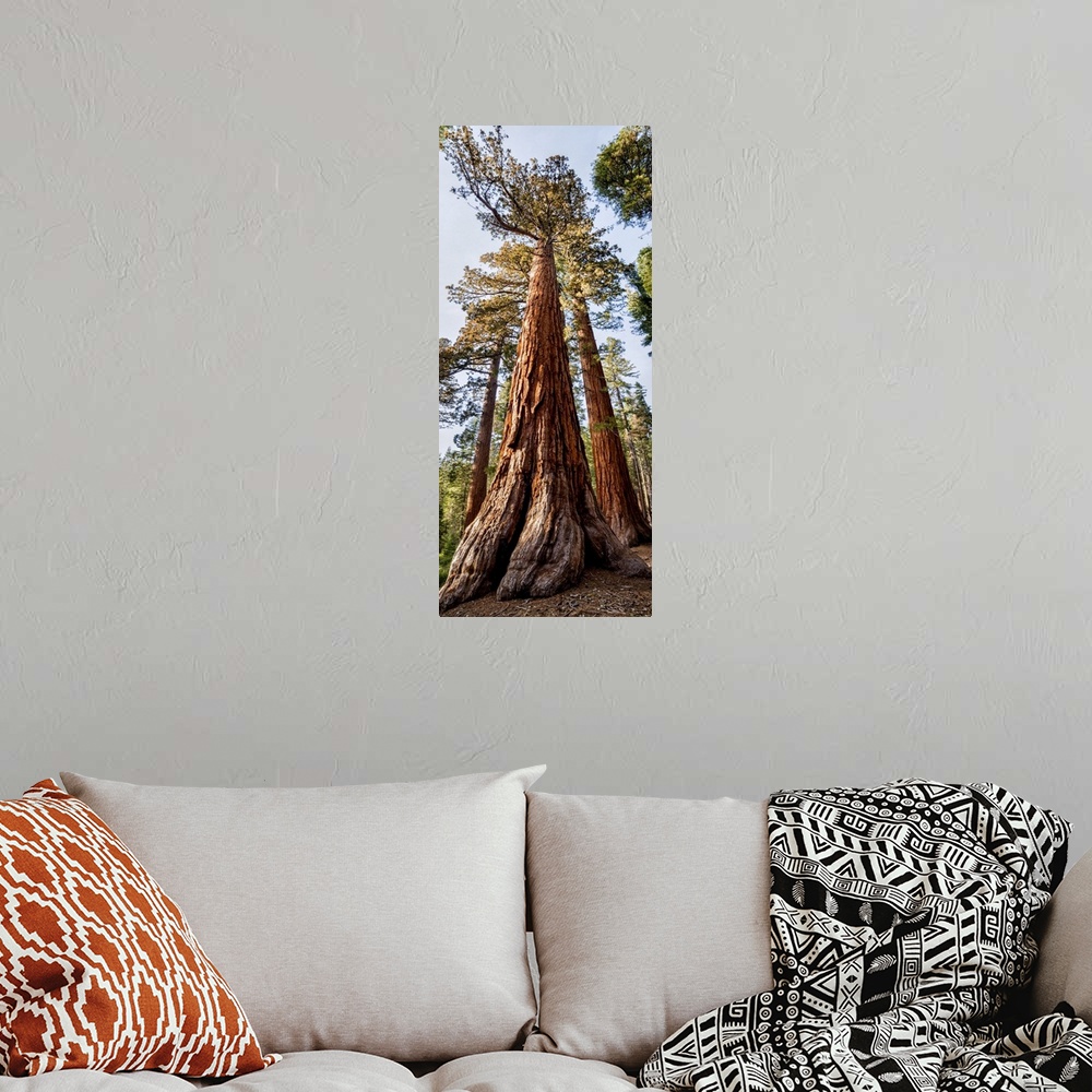A bohemian room featuring USA, California, Yosemite National Park. Giant Sequoia trees in Mariposa Grove. United States, Ca...