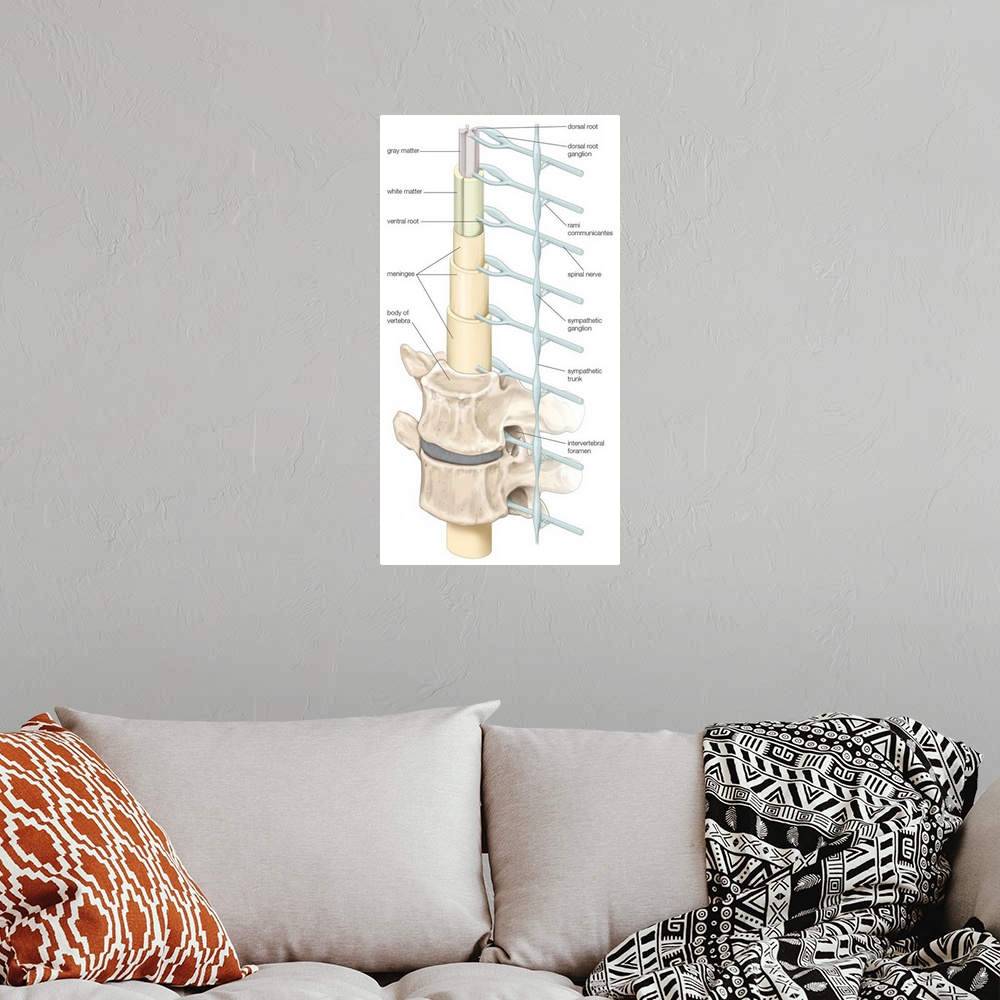 A bohemian room featuring Diagram of spinal cord, vertebrae, and sympathetic trunk. nervous system
