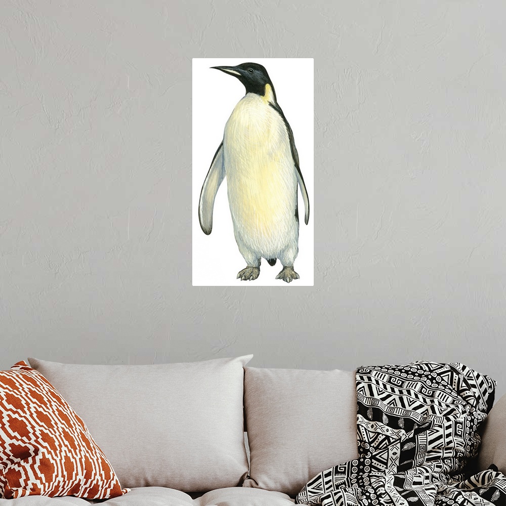 A bohemian room featuring Educational illustration of the emperor penguin.