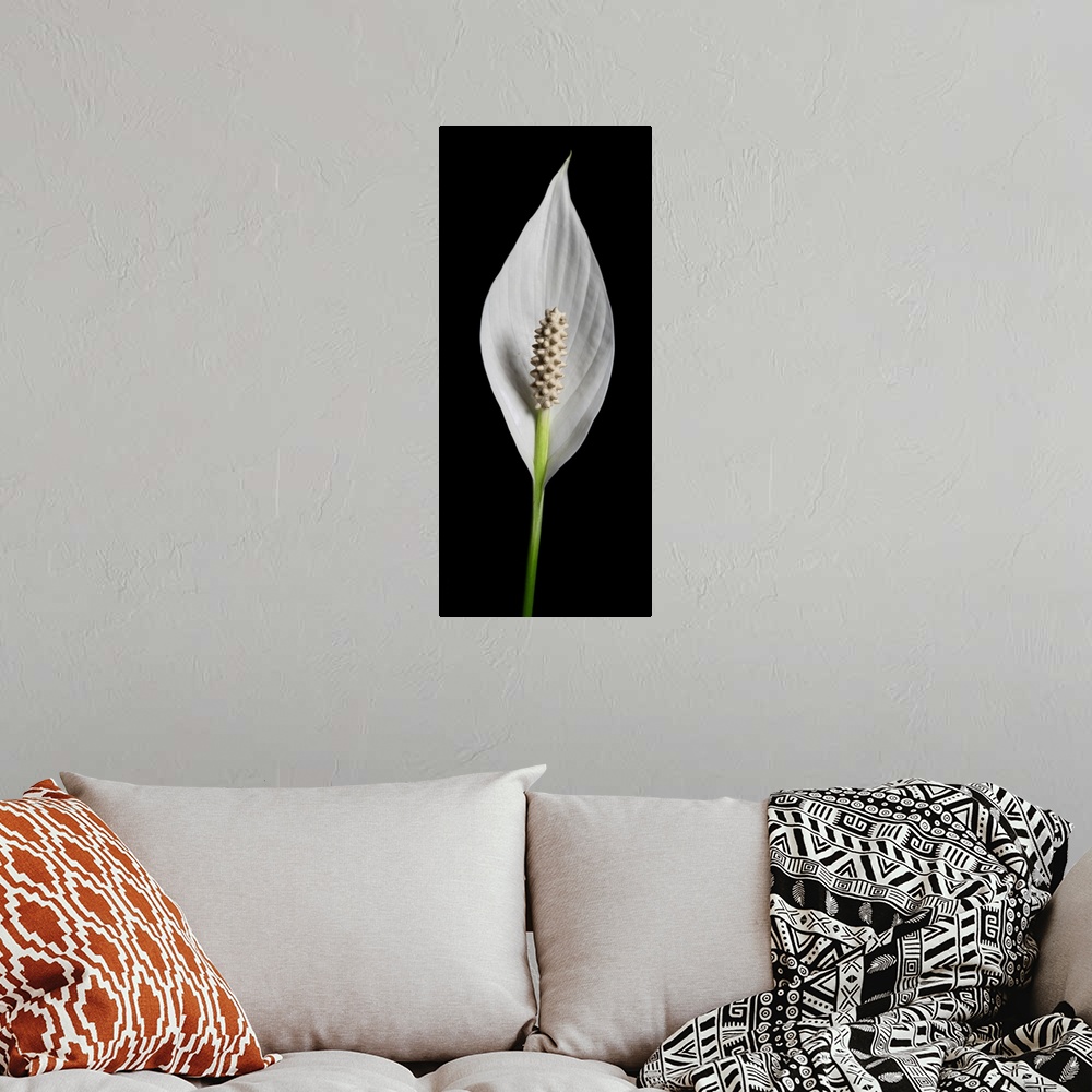 A bohemian room featuring A close up still life of a lily flower on a black background.