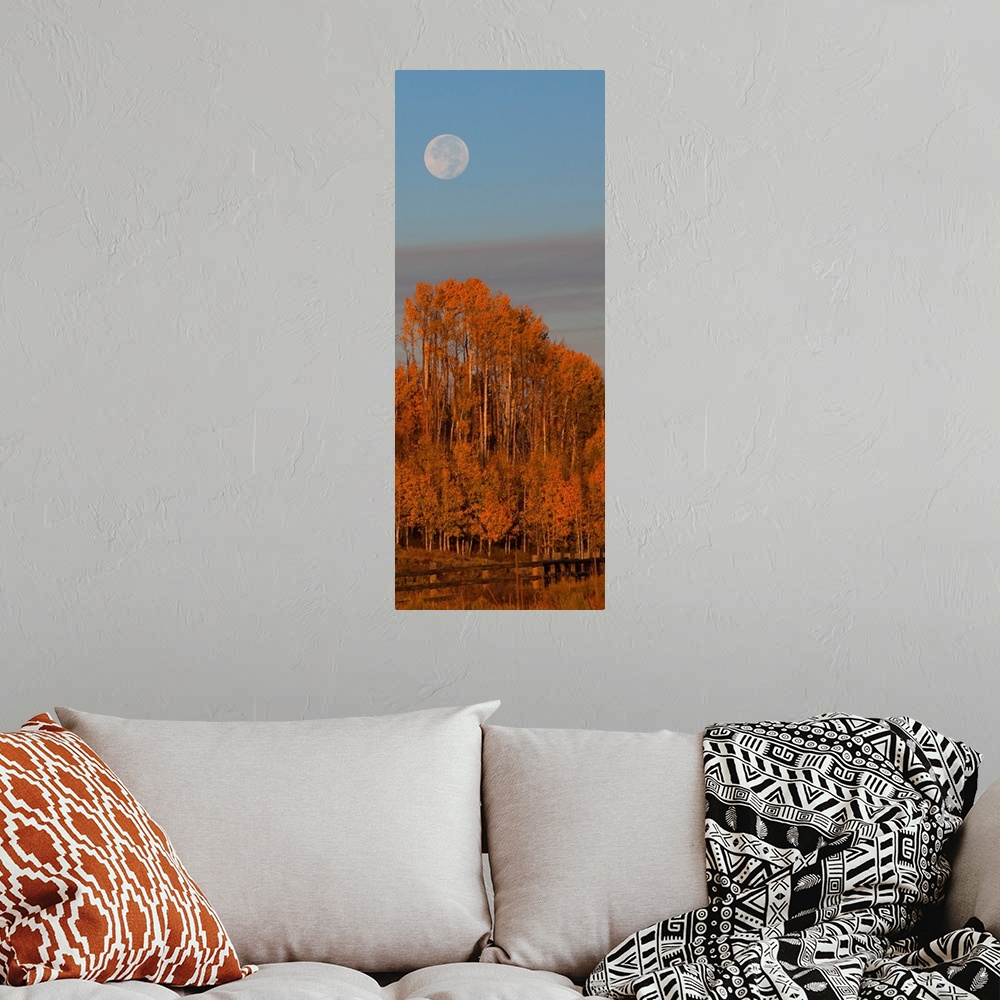 A bohemian room featuring Photograph of brightly colored orange trees, a blue sky and a pale full moon.