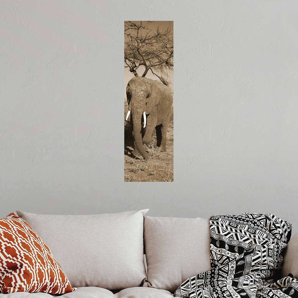 A bohemian room featuring African Elephant Samburu Kenya