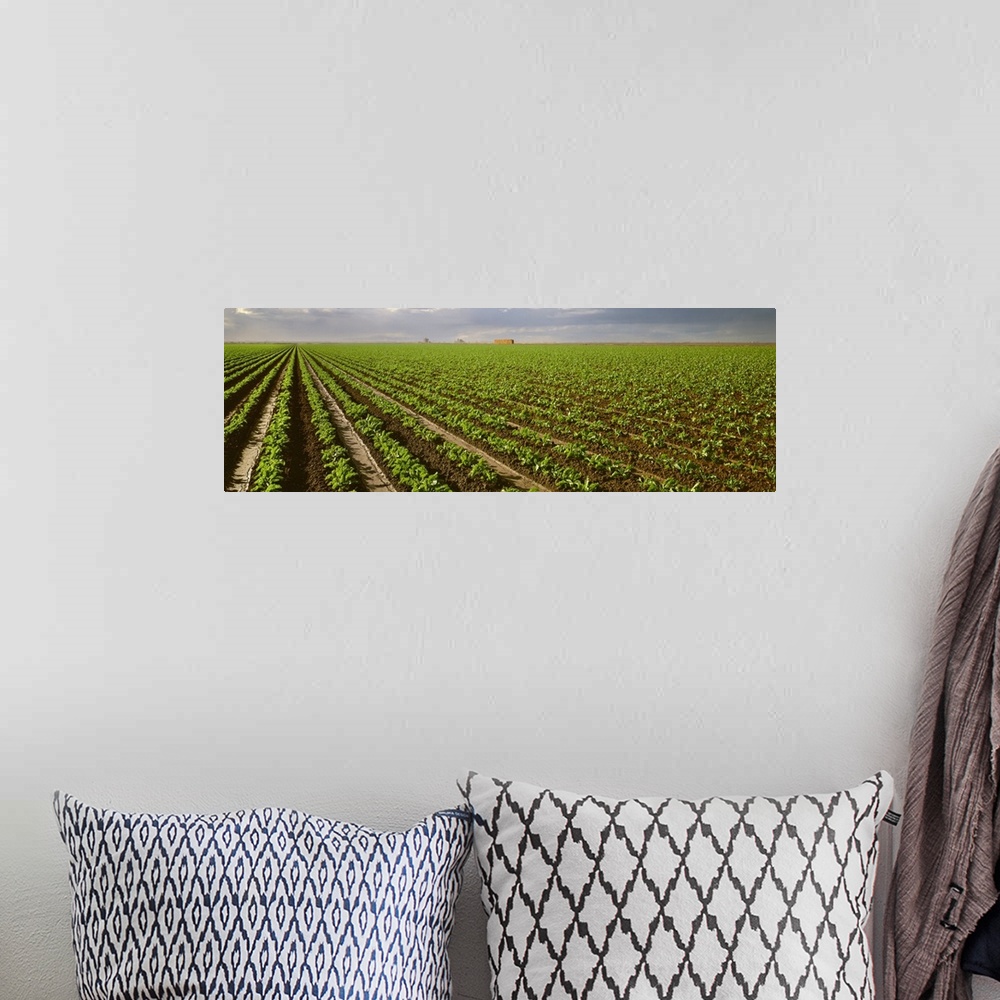 A bohemian room featuring A field of early growth sugar beets, Imperial Valley