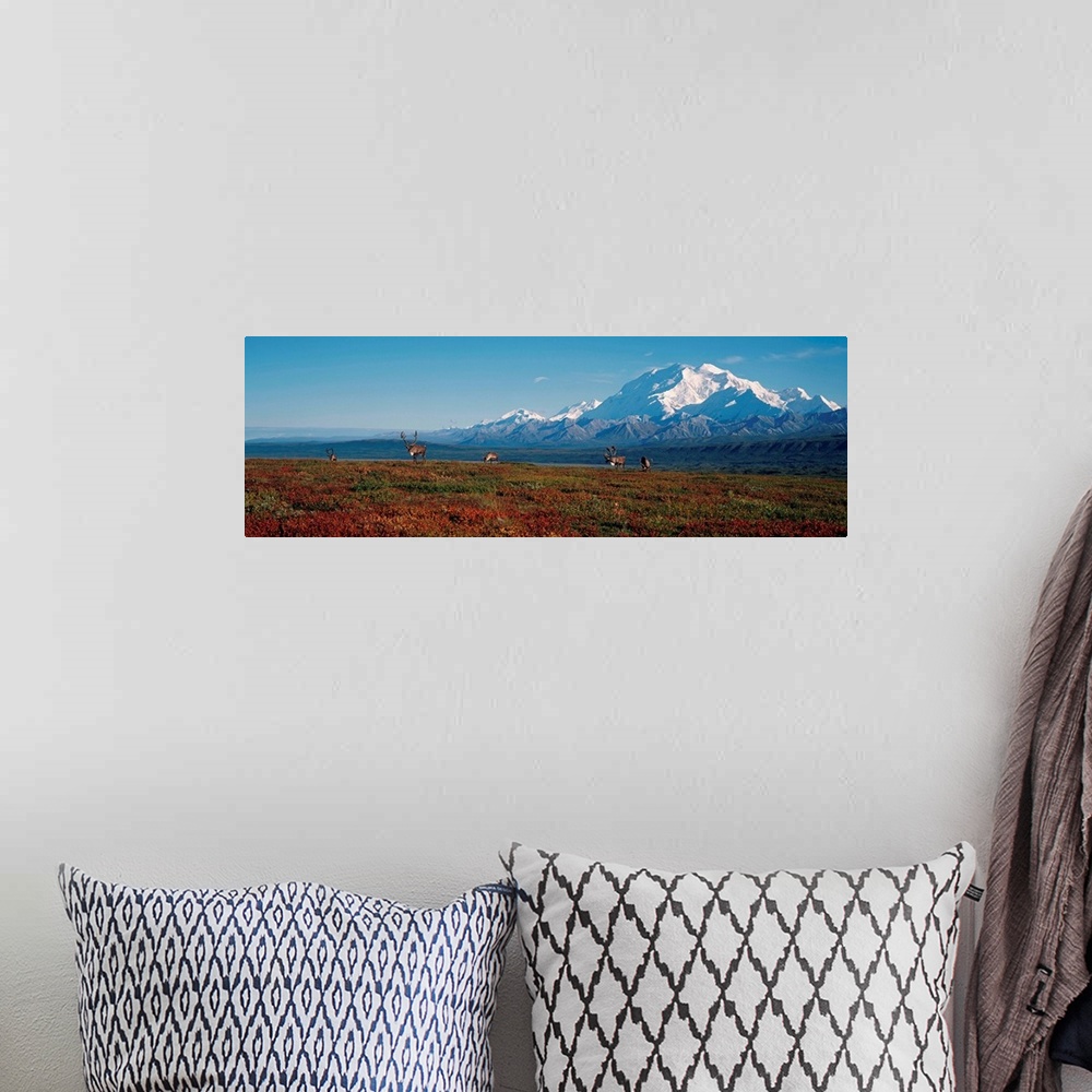 A bohemian room featuring Caribou On Tundra With Mt McKinley, Denali National Park, Interior, Alaska