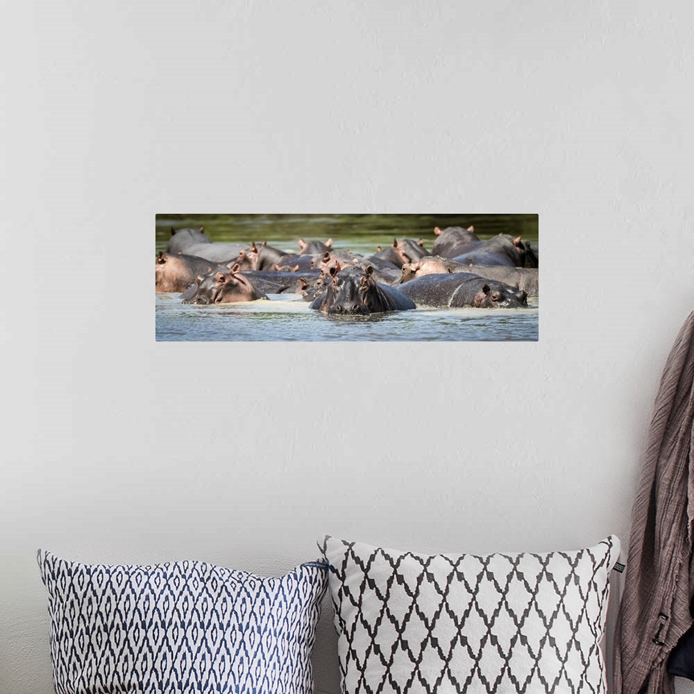 A bohemian room featuring Panorama of hippopotamus pod (Hippopotamus amphibius) in calm river, Grumeti Serengeti Tented Cam...