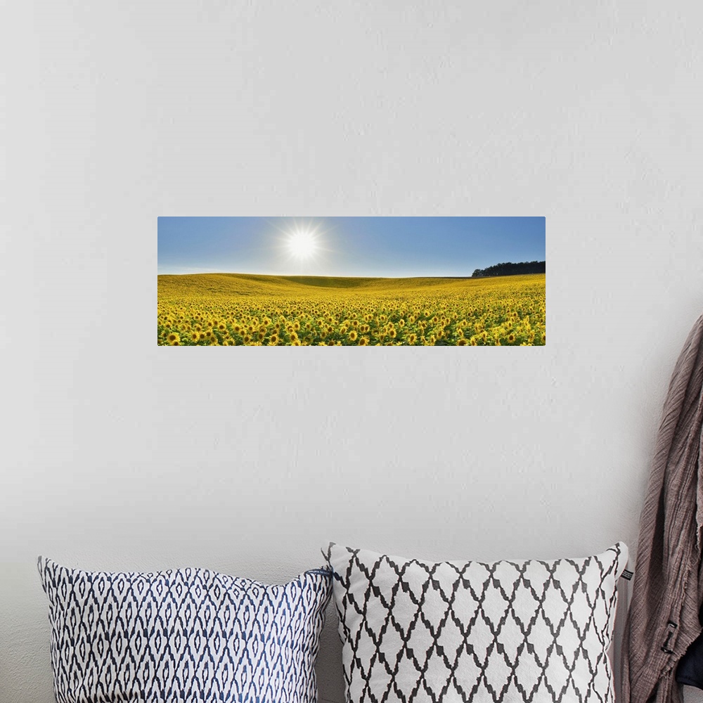 A bohemian room featuring Sunflower Field, Arnstein, Main-Spessart, Franconia, Bavaria, Germany