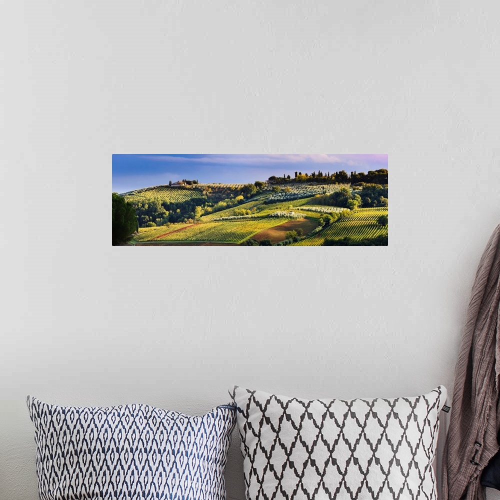 A bohemian room featuring Vineyard, near San Gimignano, Tuscany, Italy