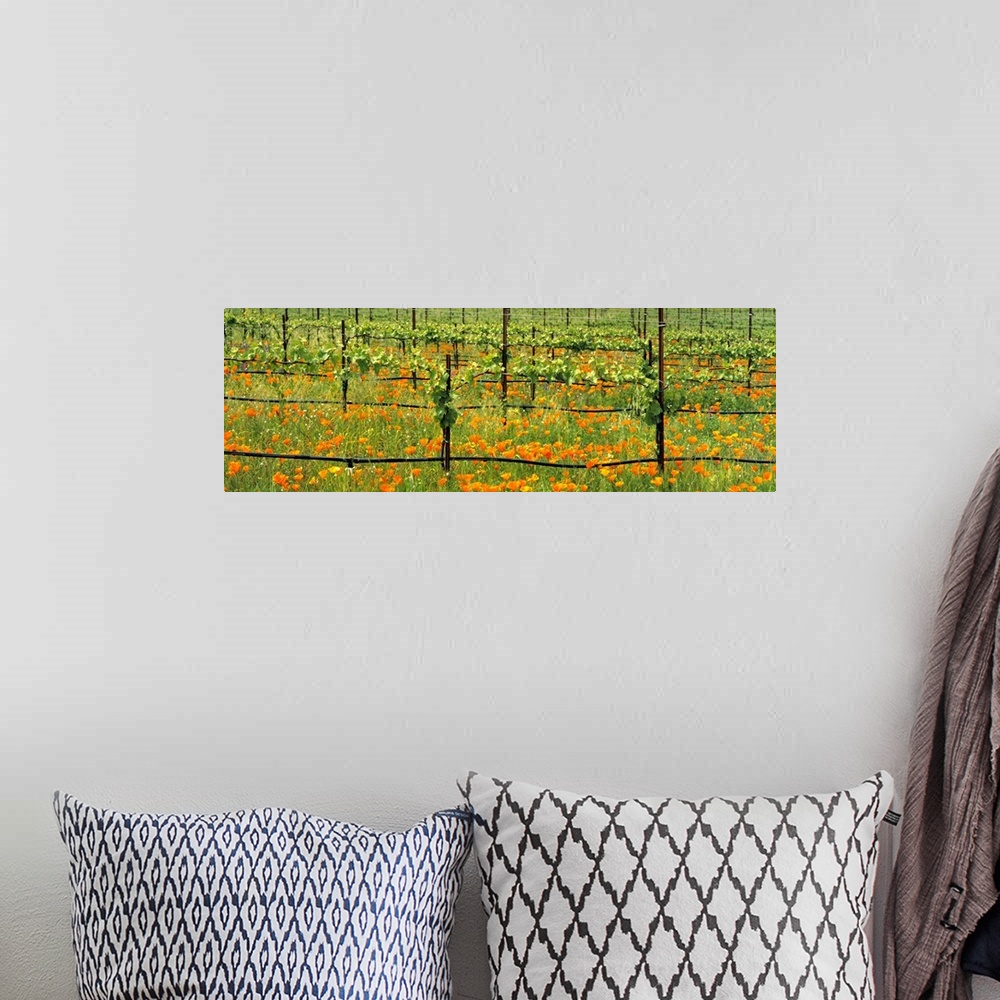 A bohemian room featuring Wine grape vineyard in early Spring