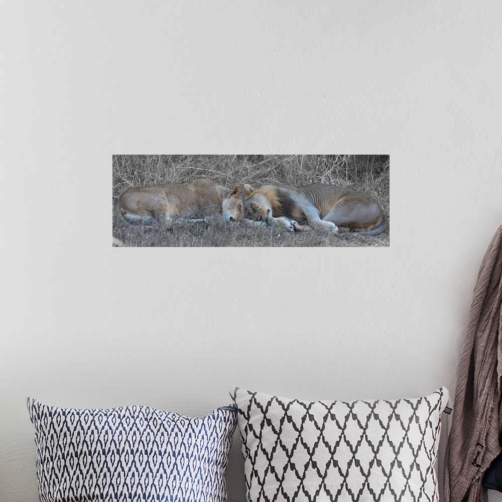 A bohemian room featuring Panoramic photograph of a lion and lioness sleeping on the ground head to head.