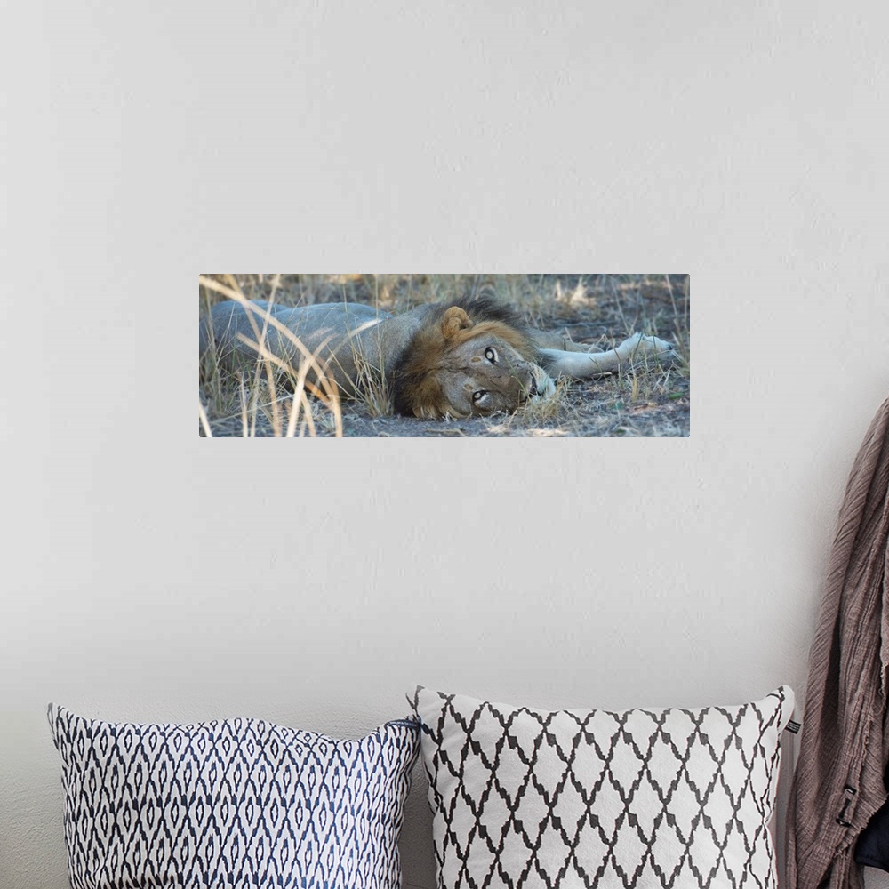 A bohemian room featuring Panoramic photograph of a lion laying down and looking at the camera.