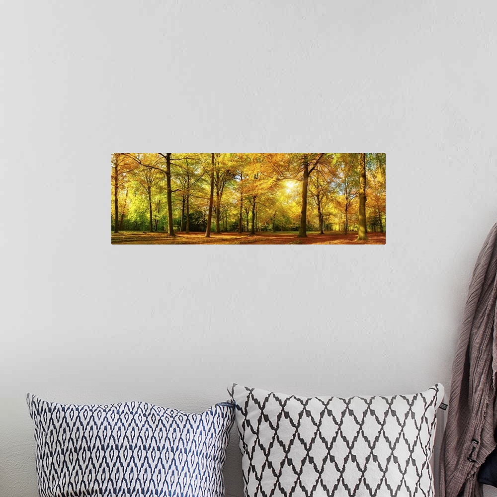 A bohemian room featuring Gorgeous autumn landscape panorama of a scenic forest with lots of warm sunshine.