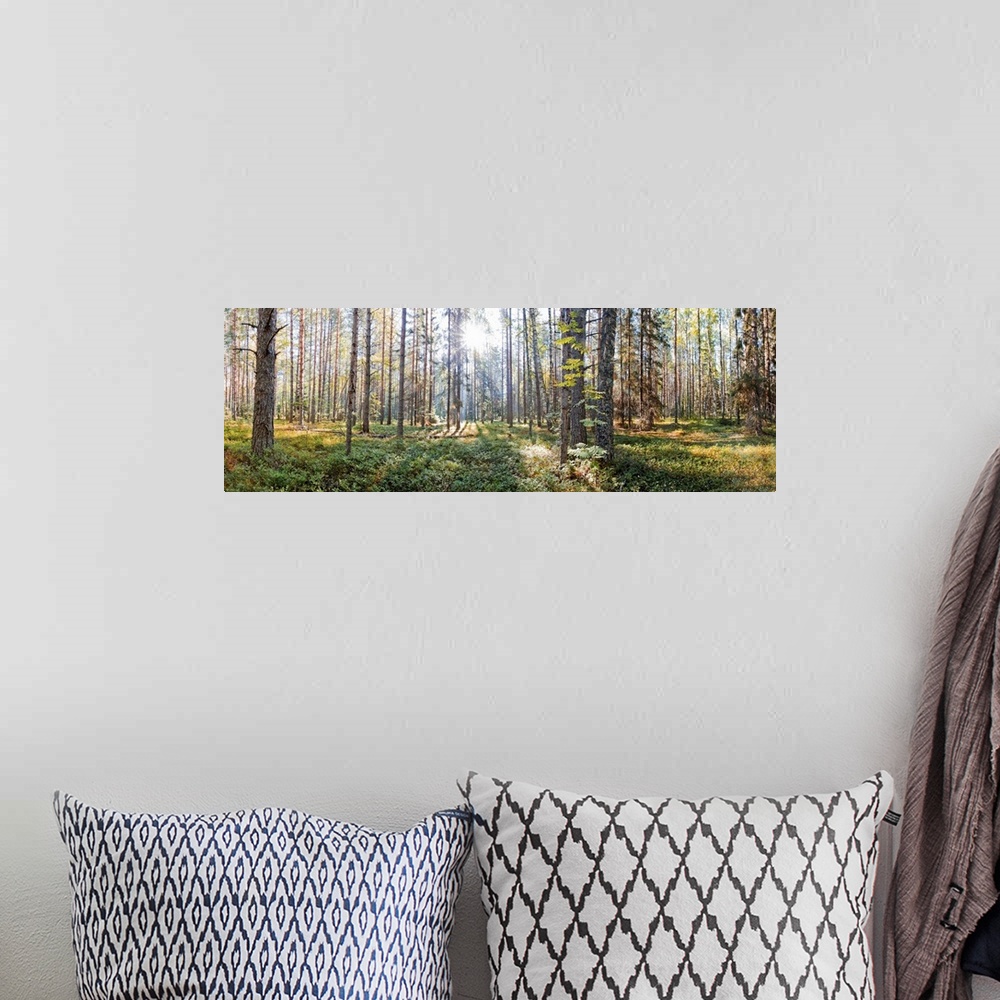 A bohemian room featuring National park "Russian north" in Vologda region. Summer panorama.