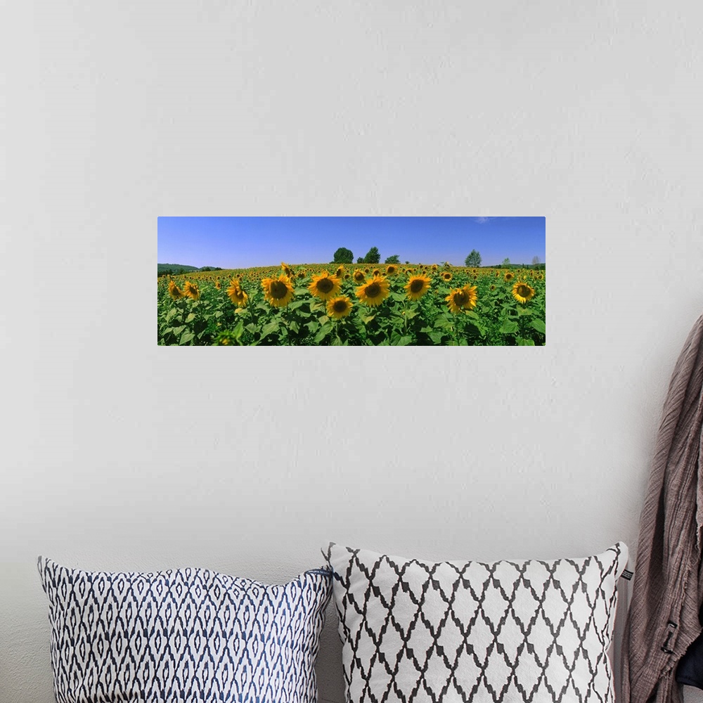A bohemian room featuring France, Provence, Sunflowers