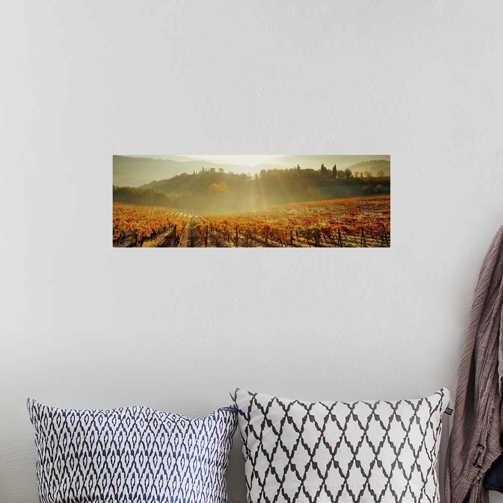 A bohemian room featuring Italy, Tuscany, Siena, Piazza, vineyards at sunrise