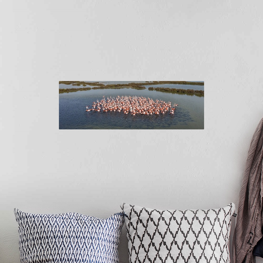 A bohemian room featuring Italy, Veneto, Rovigo district, Adriatic Coast, Flock of pink flamingos clustered in the lagoon.