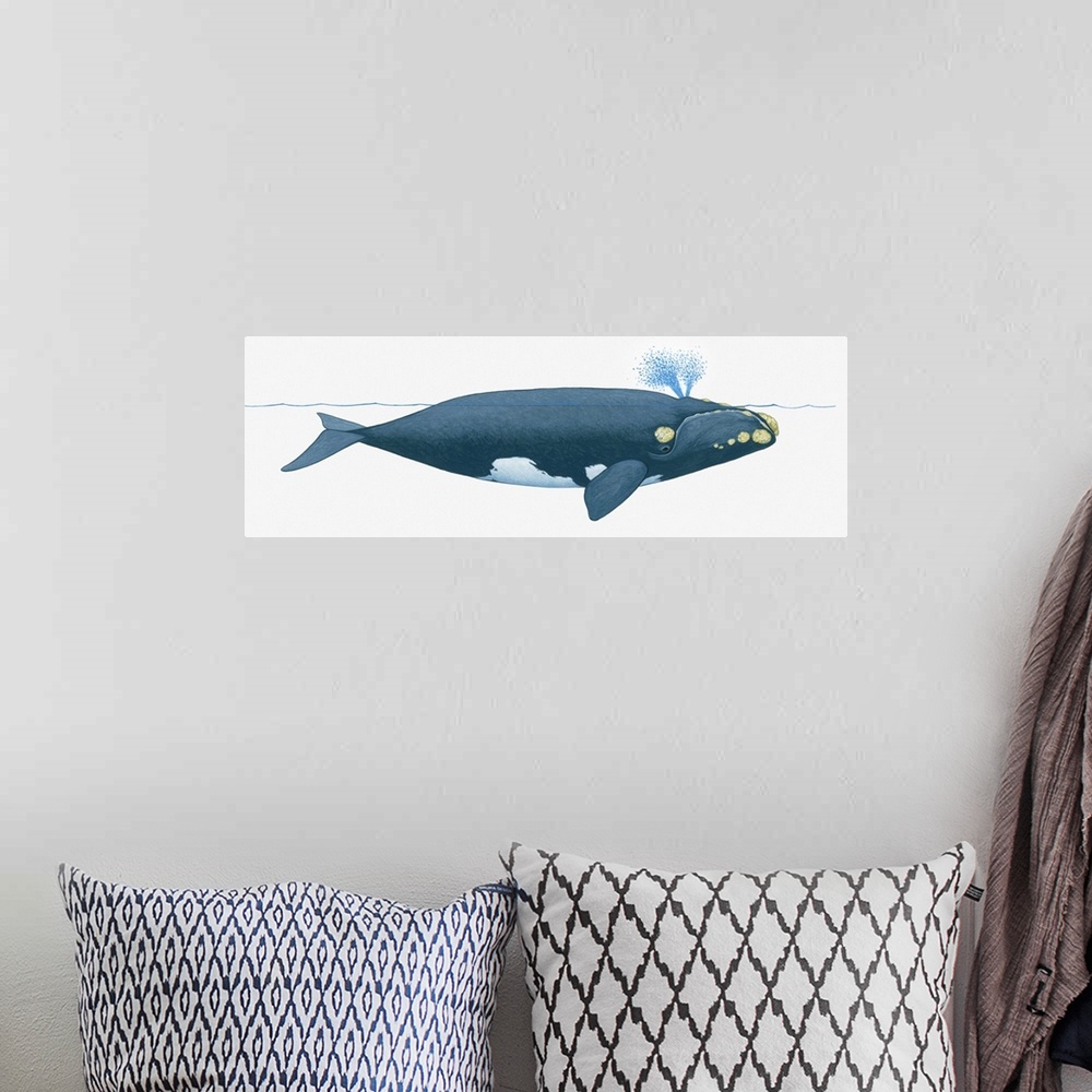 A bohemian room featuring Illustration of North Pacific Right Whale (Eubalaena japonica) near surface of water showing two ...