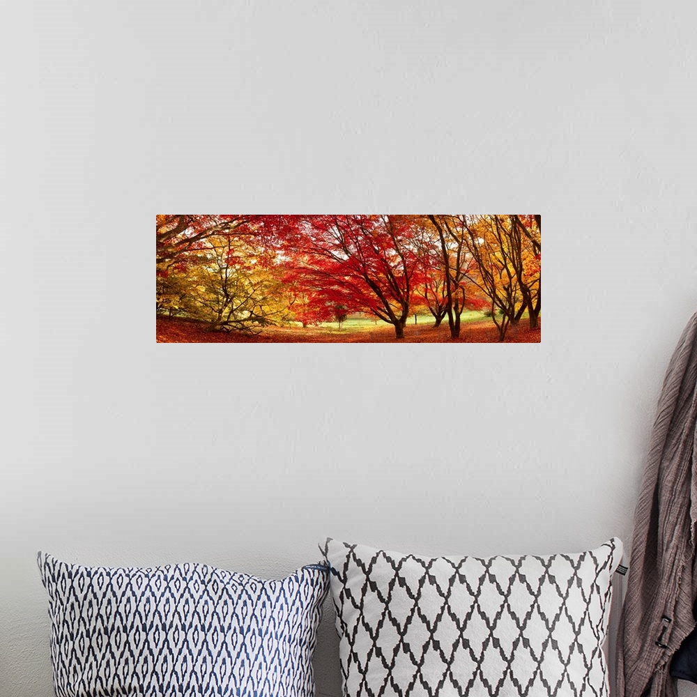 A bohemian room featuring Panoramic art work of trees clustered together and creating a dome from their fall foliage and br...