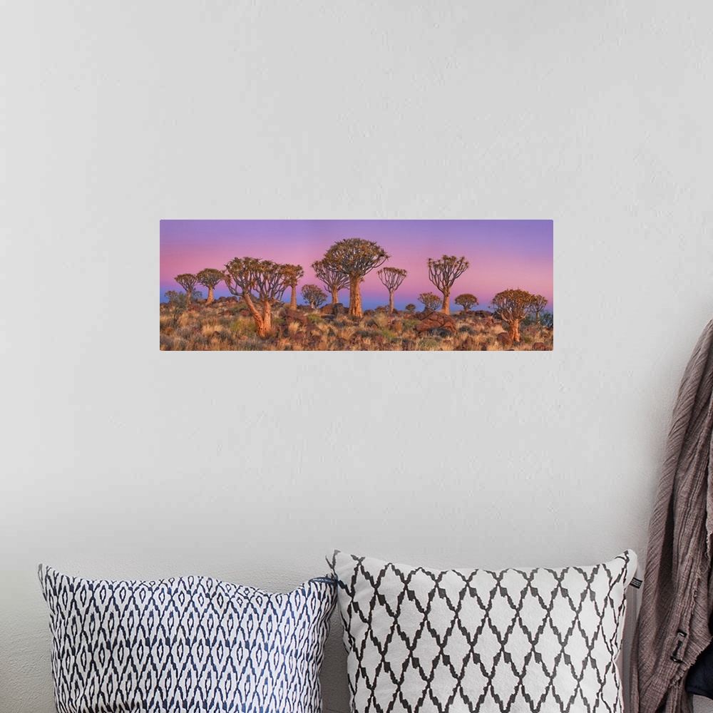 A bohemian room featuring Quiver tree (Kokerboom). Namibia, Karas, Keetmanshoop, Quivertree Forest. Namib. Africa, Namibia.
