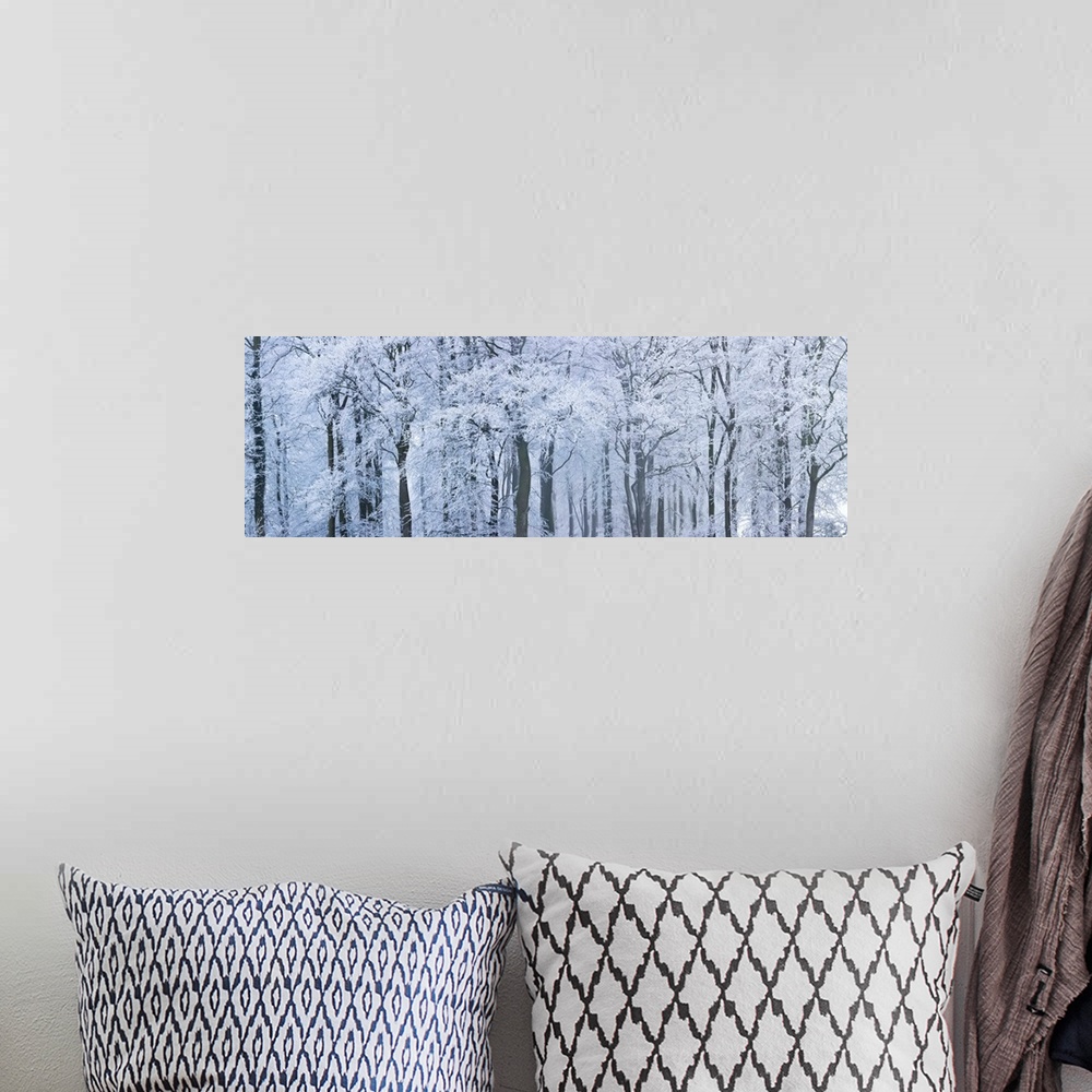 A bohemian room featuring Trees with snow and frost, nr Wotton, Glos, UK