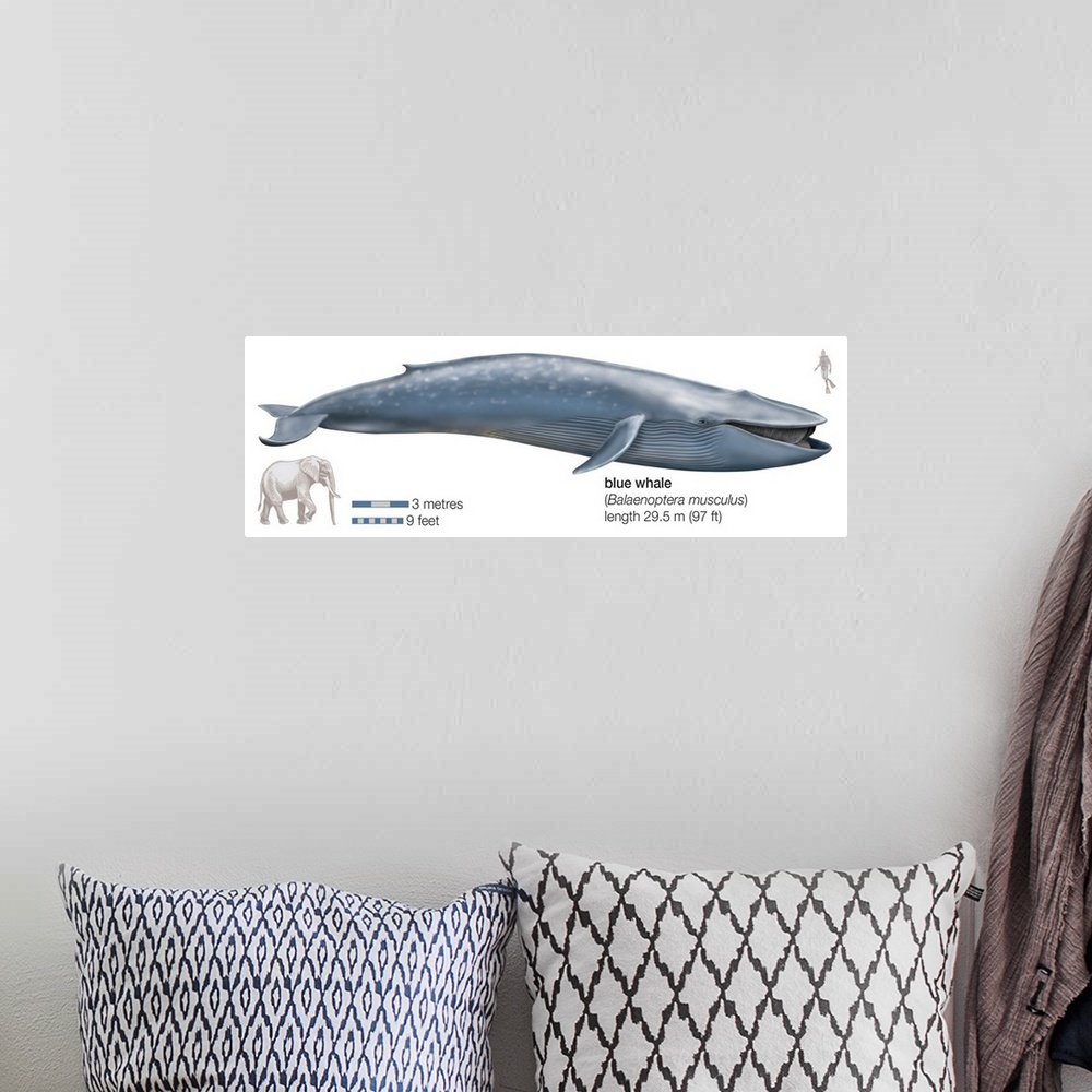 A bohemian room featuring Blue Whale (Balaenoptera Musculus)