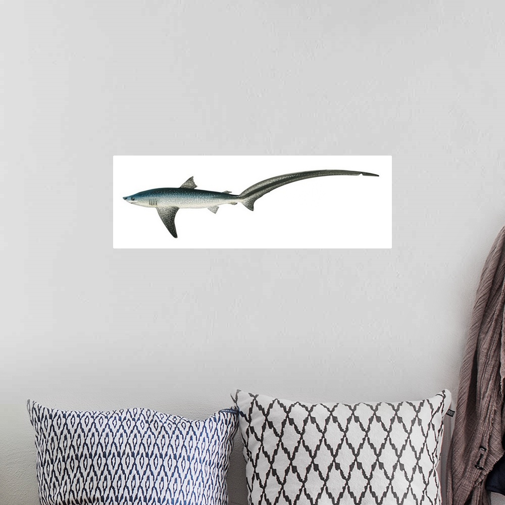 A bohemian room featuring Thresher Shark (Alopias Vulpinus)
