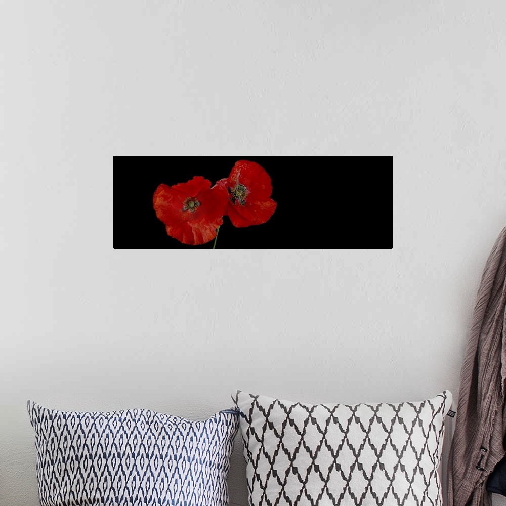 A bohemian room featuring Two poppies on a black background.