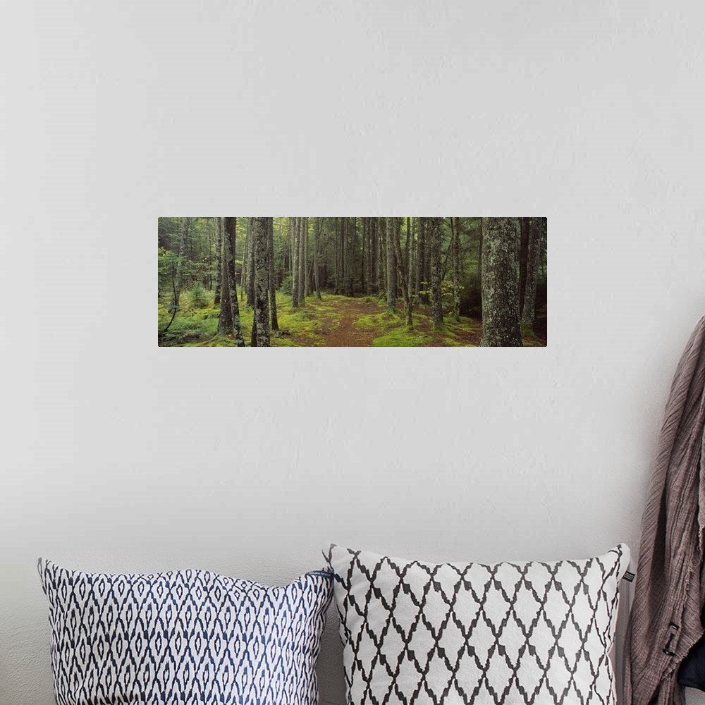 A bohemian room featuring Panoramic photograph on a big wall hanging of a small path surrounded by moss covered ground and ...