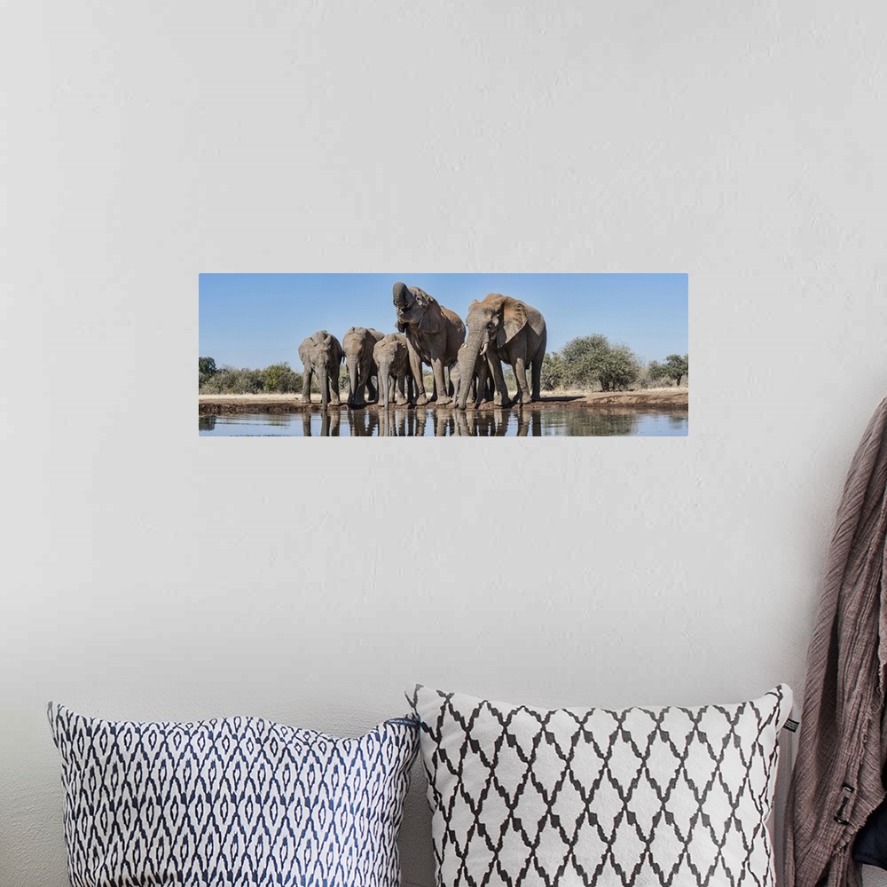 A bohemian room featuring African Elephants at waterhole, Mashatu Game Reserve, Botswana.