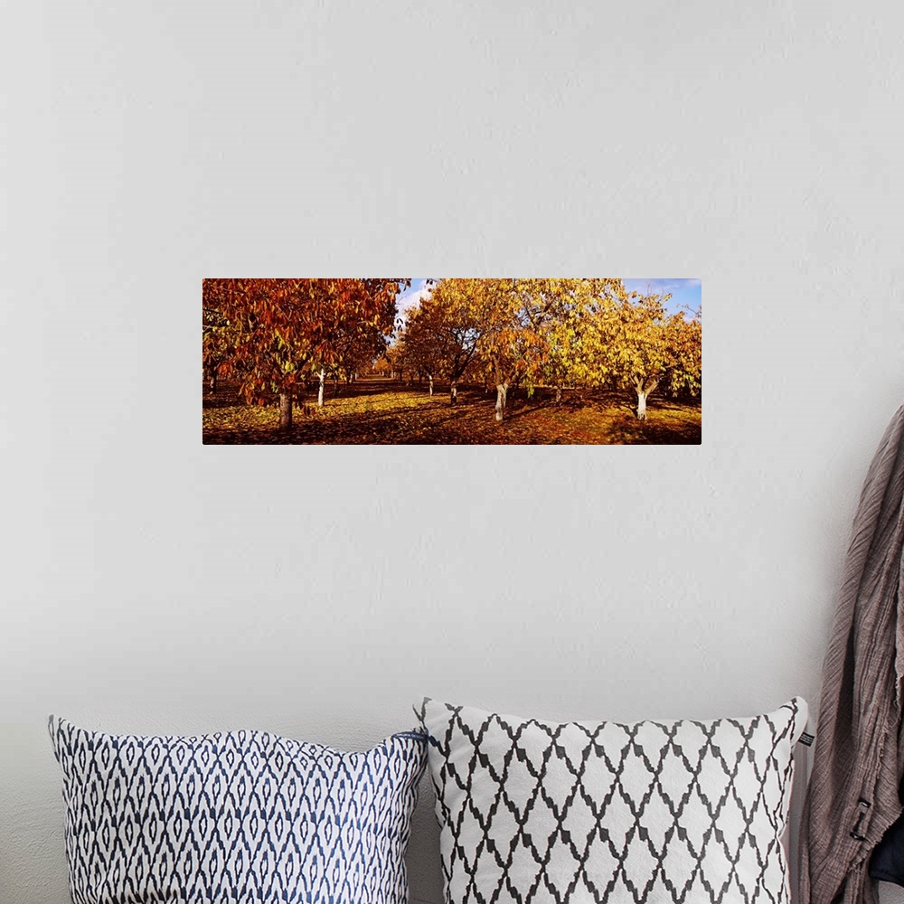 A bohemian room featuring Almond Trees during autumn in an orchard, California