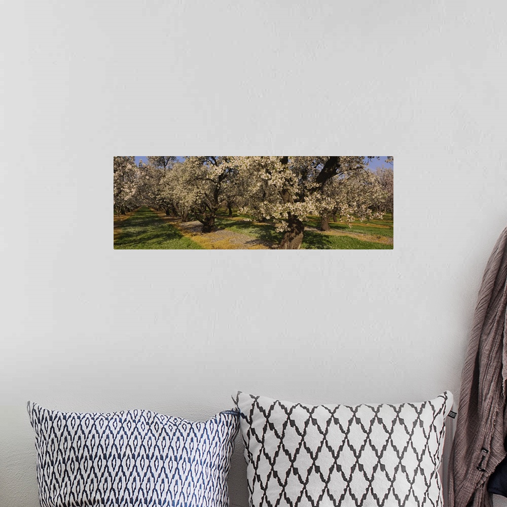 A bohemian room featuring Almond trees in a park, Sacramento Valley, California