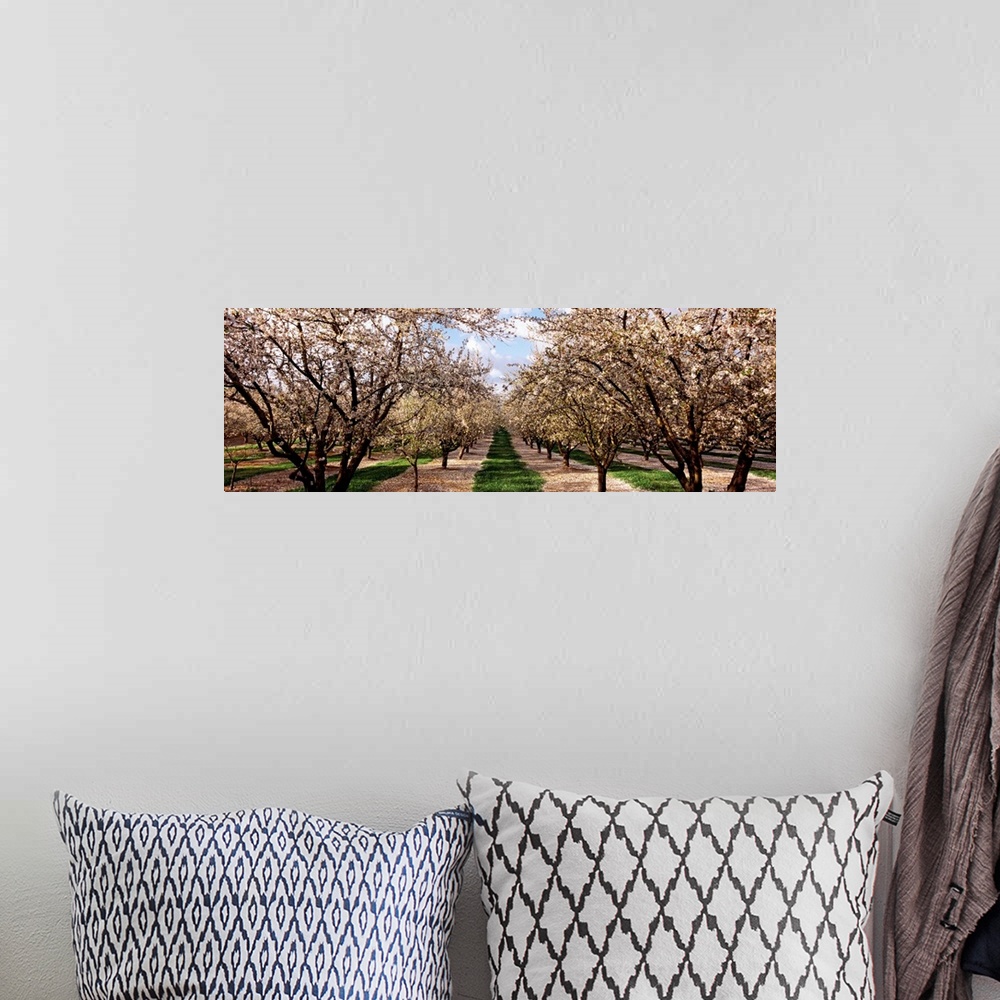 A bohemian room featuring This panoramic shaped wall art is a photograph capturing the view down an avenue of trees covered...