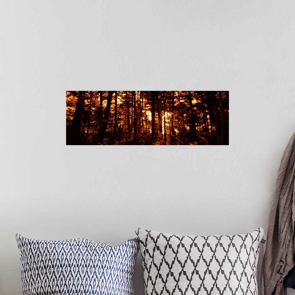 A bohemian room featuring Panoramic photograph on a giant canvas, of a dense forest of silhouetted aspen trees in front of ...